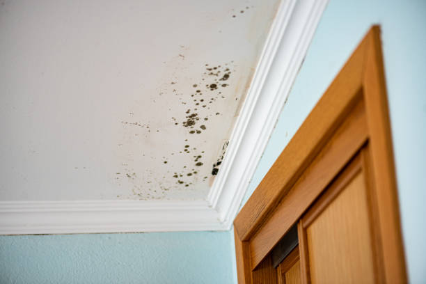 Best Health and Safety Mold Remediation in Northwest Harwich, MA